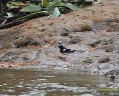 Image of Black-backed Forktail