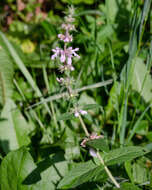 Image of Hairy Hedge-Nettle