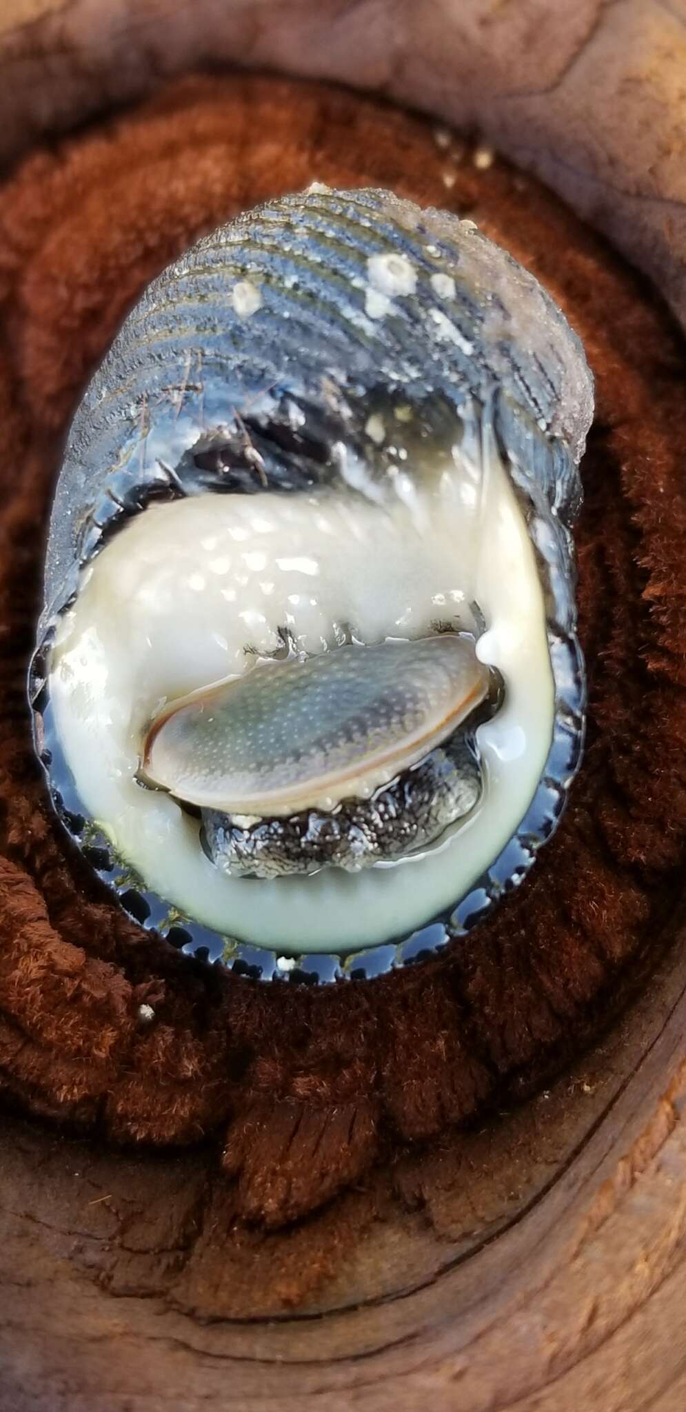 Image of Antillean nerite