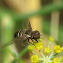 Plancia ëd Exhyalanthrax muscarius (Pallas 1818)