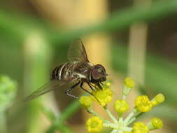 Exhyalanthrax muscarius (Pallas 1818) resmi