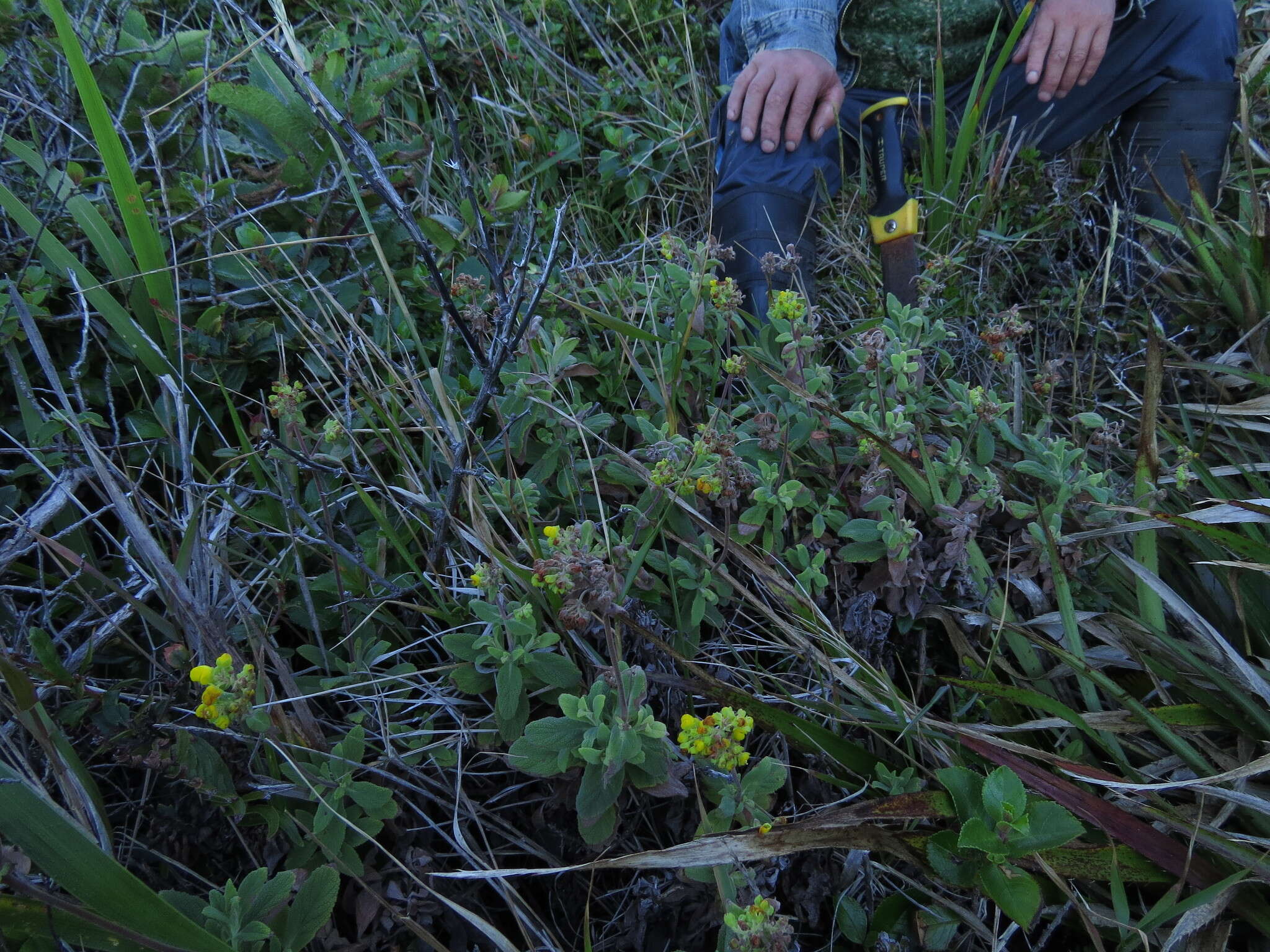 Image of Calceolaria integrifolia Murr.