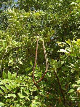 Image of Drumstick Tree