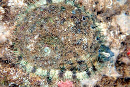 Image of staircase abalone