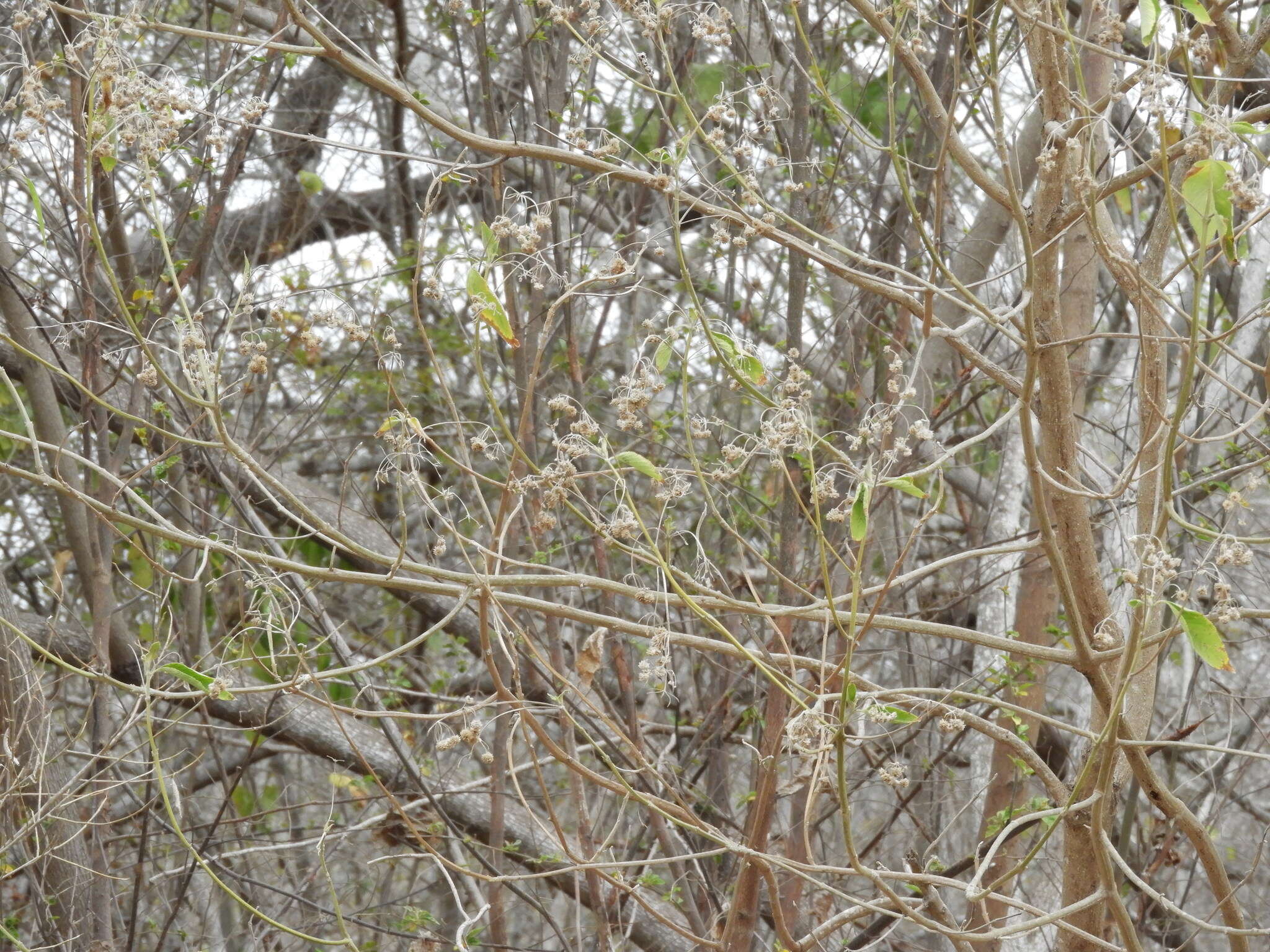 Image of Lippia umbellata Cav.