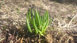 Imagem de Phemeranthus napiformis (DC.) Ocampo