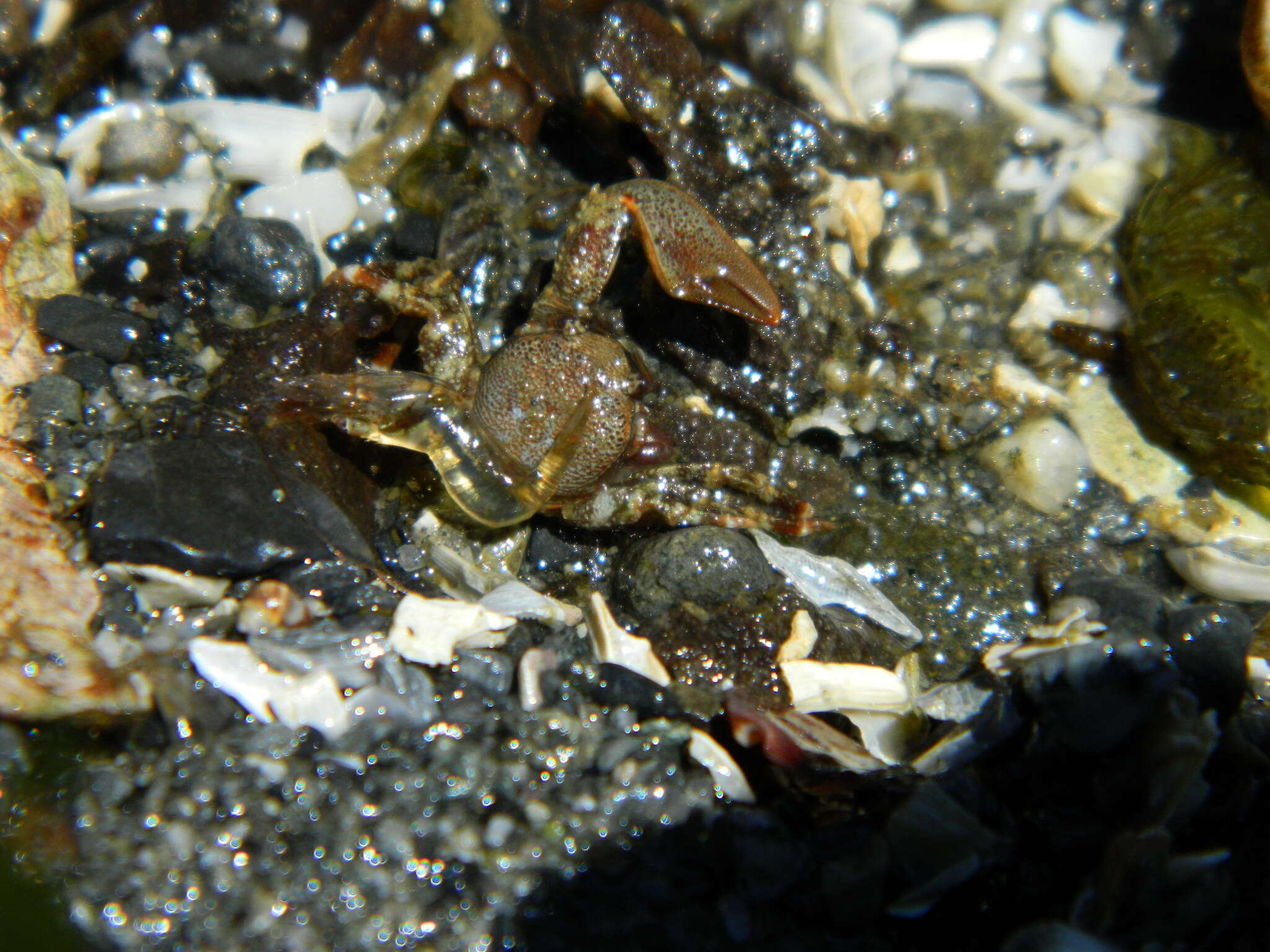 Image of flattop crab