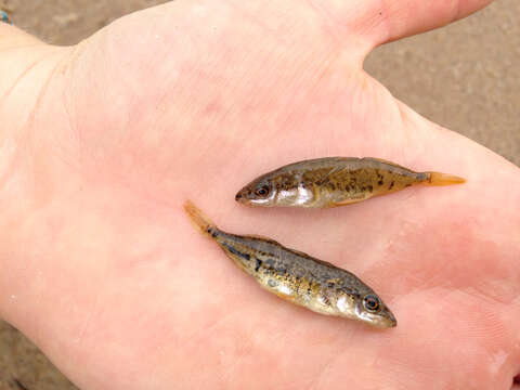 Image of Blackspotted Stickleback