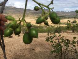 Image of Assyrian plum