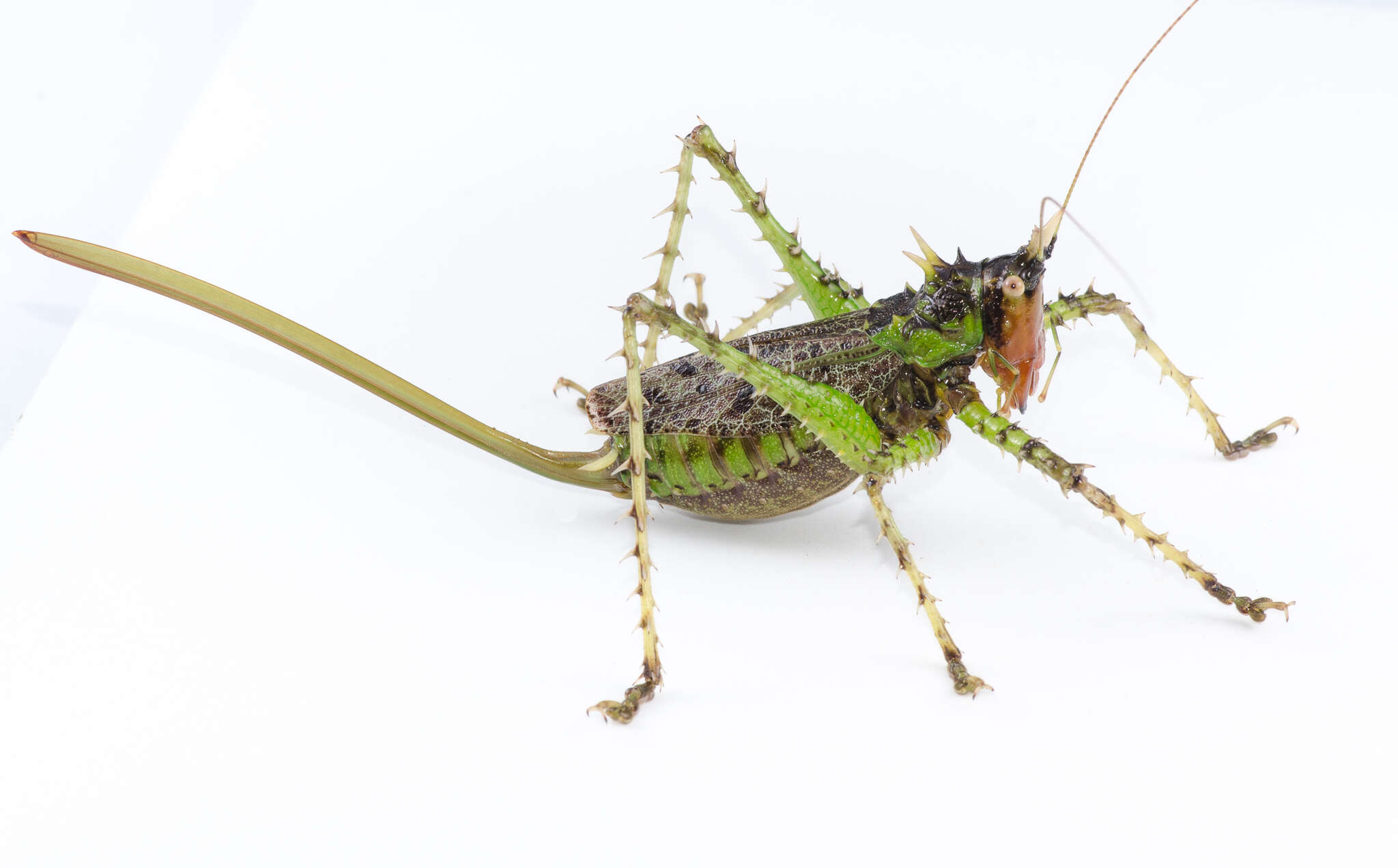 Image of Panacanthus varius Walker & F. 1869