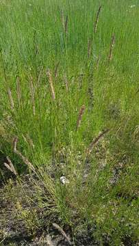 Image of Hordeum brevisubulatum (Trin.) Link