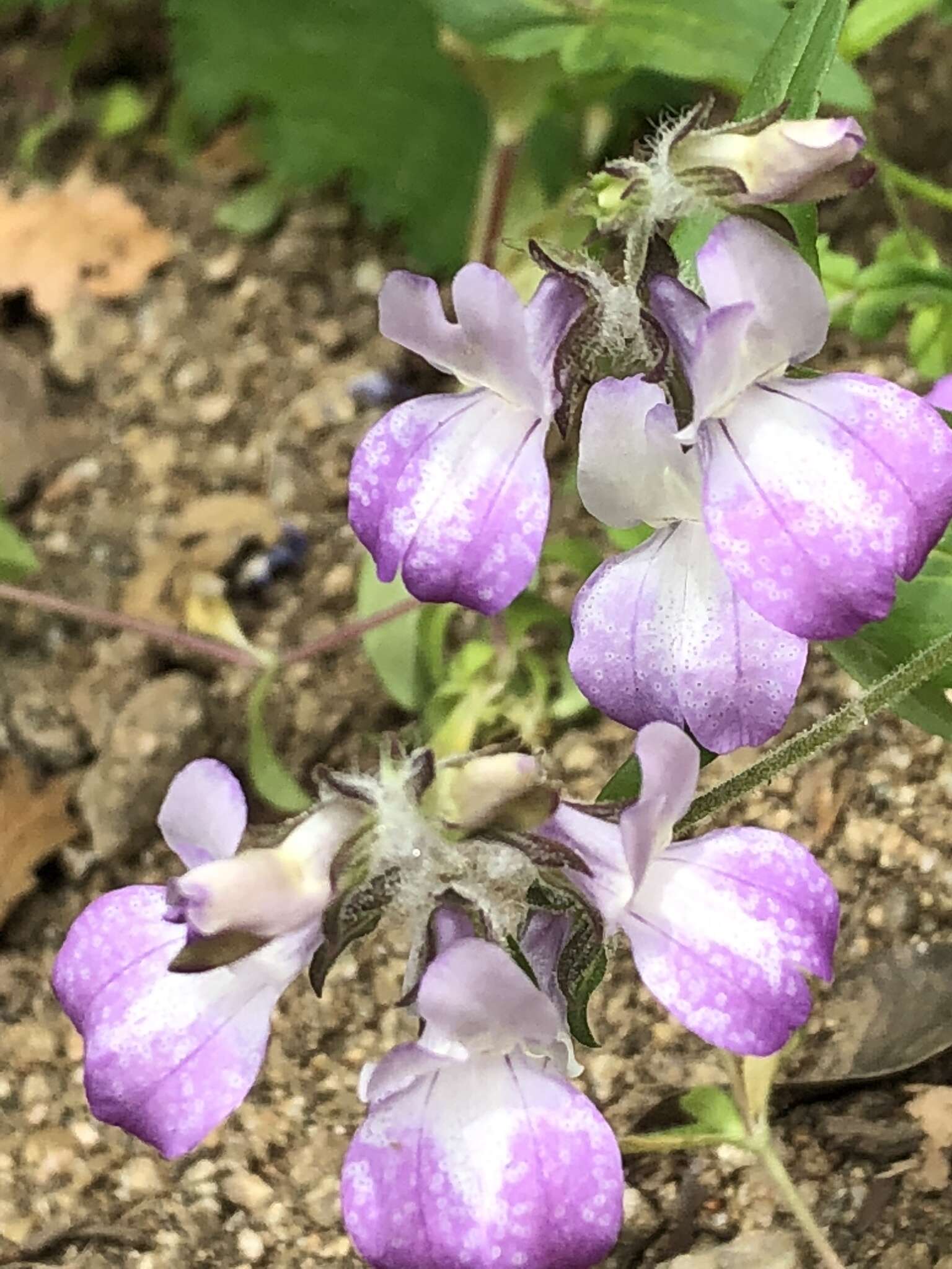 Image de Collinsia bartsiifolia Benth.