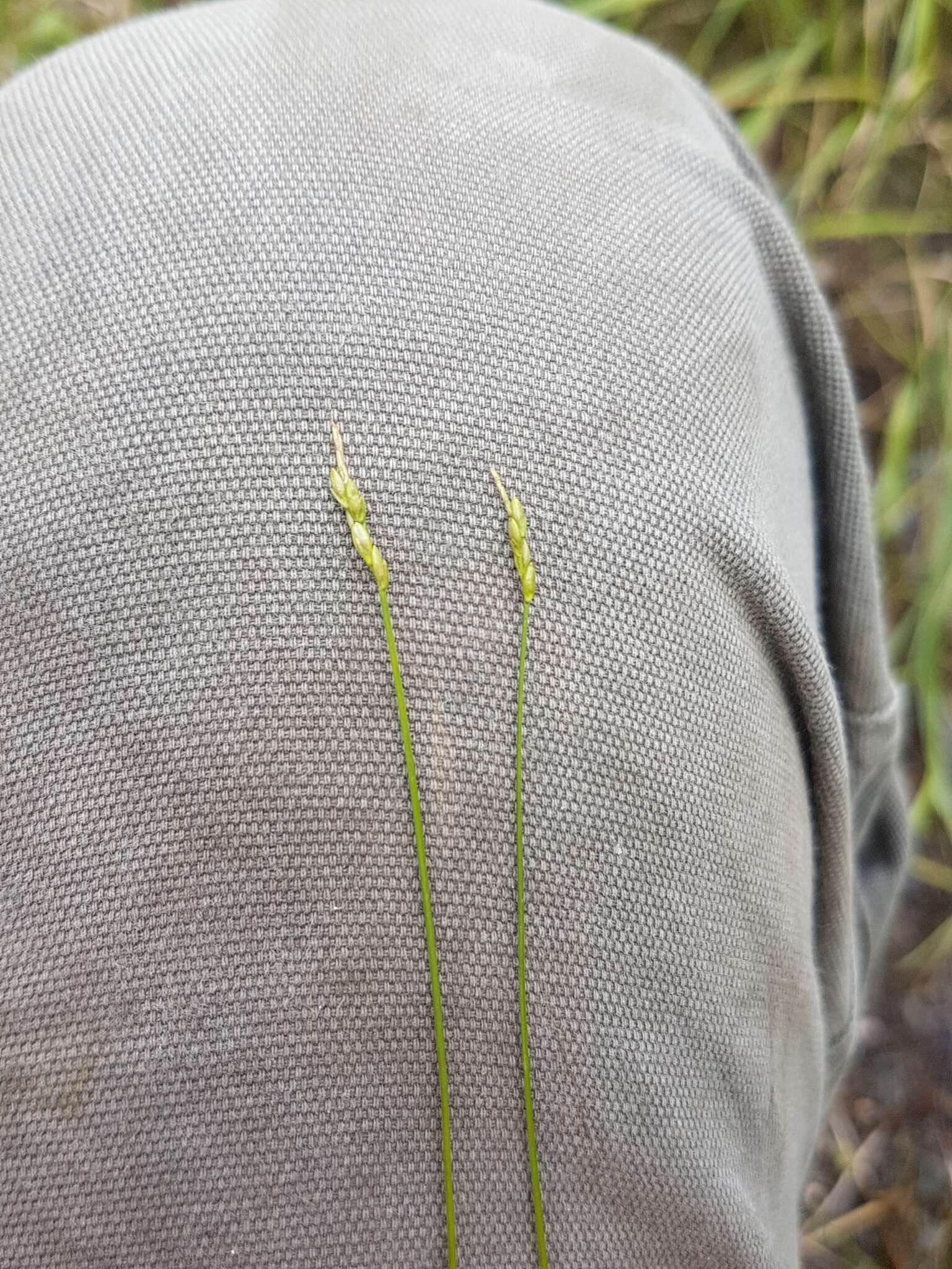 Image of Bristly-stalked sedge