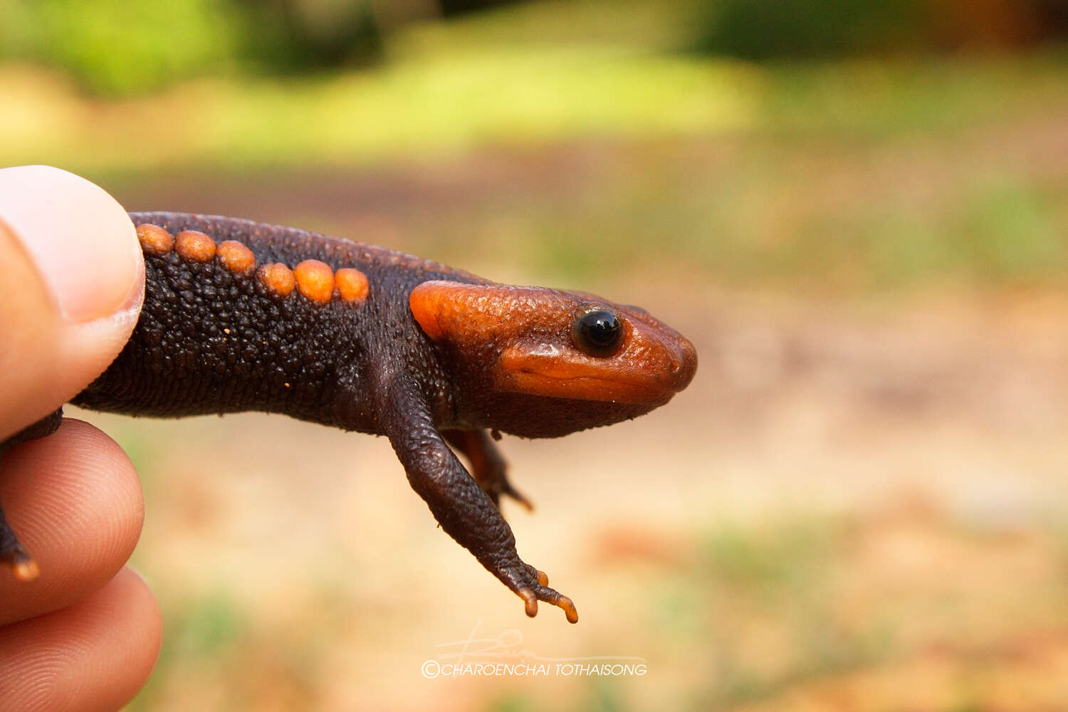 Image of Loei Crocodile Newt