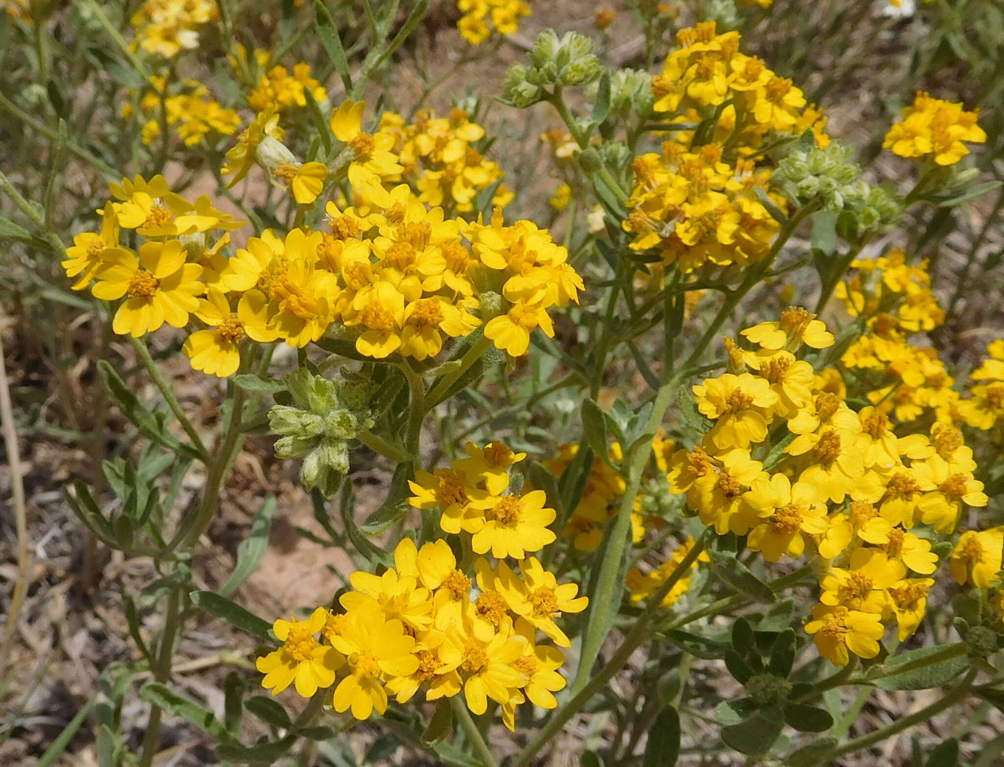 Image of woolly paperflower