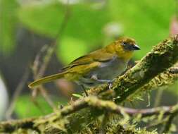 Image of Yellow-throated Bush Tanager