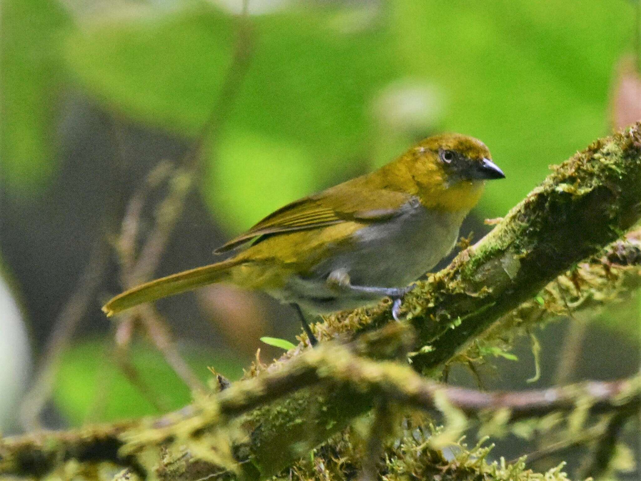 Image of Yellow-throated Bush Tanager