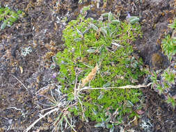 Image of Lupinus microphyllus Desr.