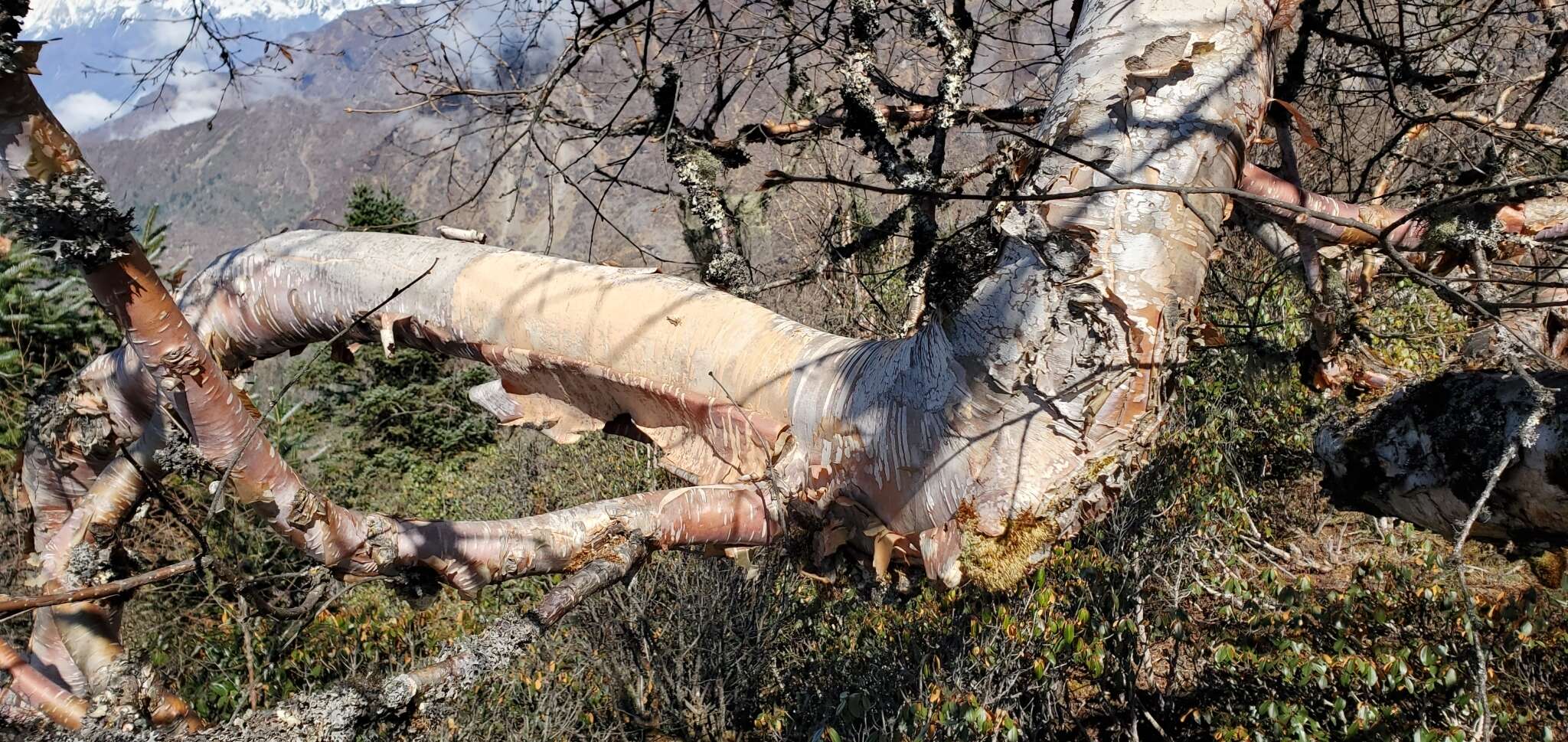 Image of Himalayan Birch