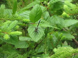 Image of Pygmy Clubtails