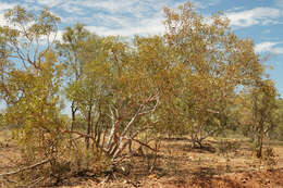 Imagem de Eucalyptus leucophloia subsp. euroa L. A. S. Johnson & K. D. Hill