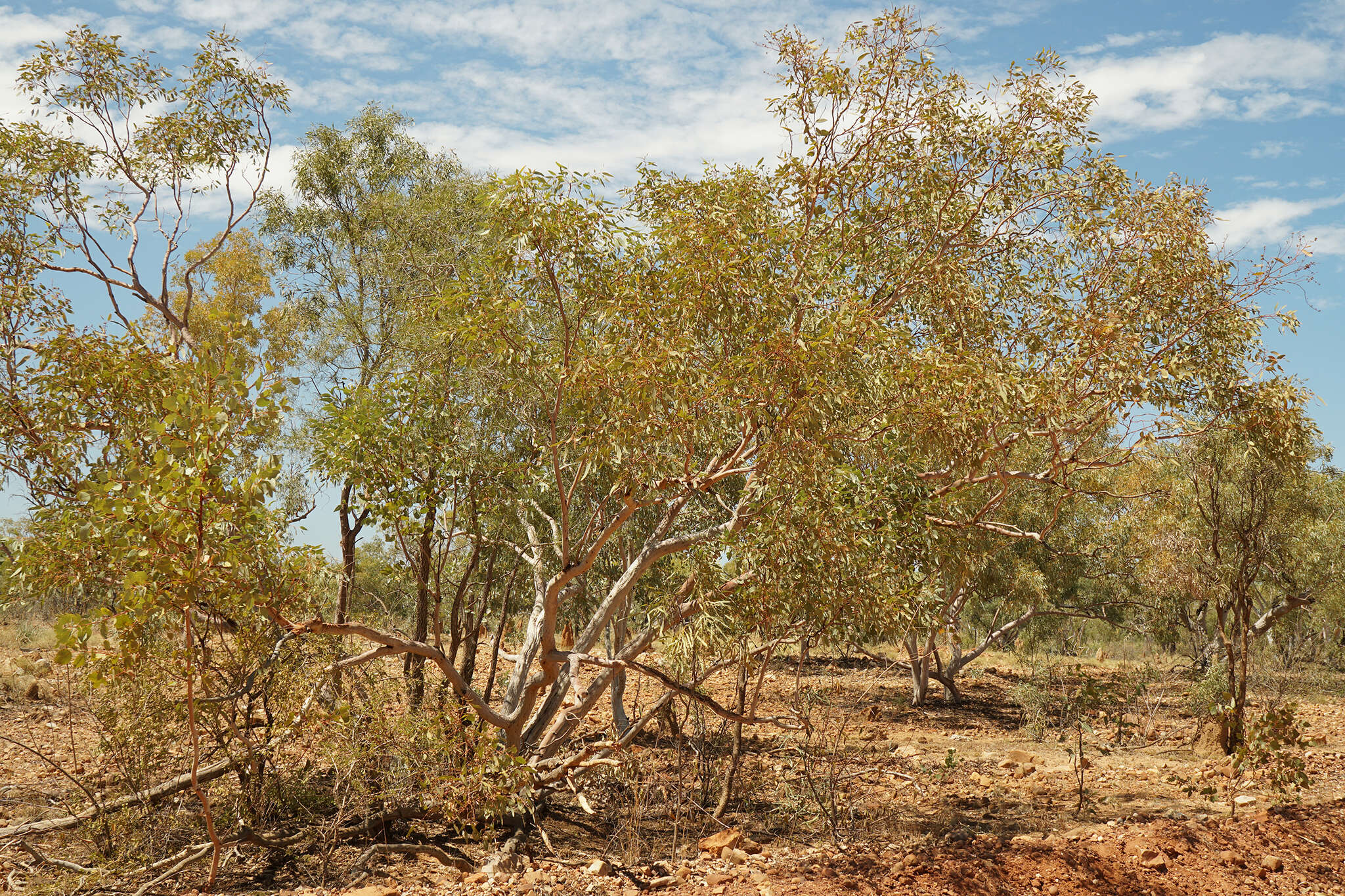 Image of Eucalyptus leucophloia subsp. euroa L. A. S. Johnson & K. D. Hill