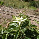 Image of Passiflora trisecta Mast.