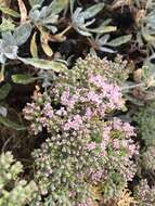 Imagem de Eriogonum giganteum var. formosum K. Brandegee