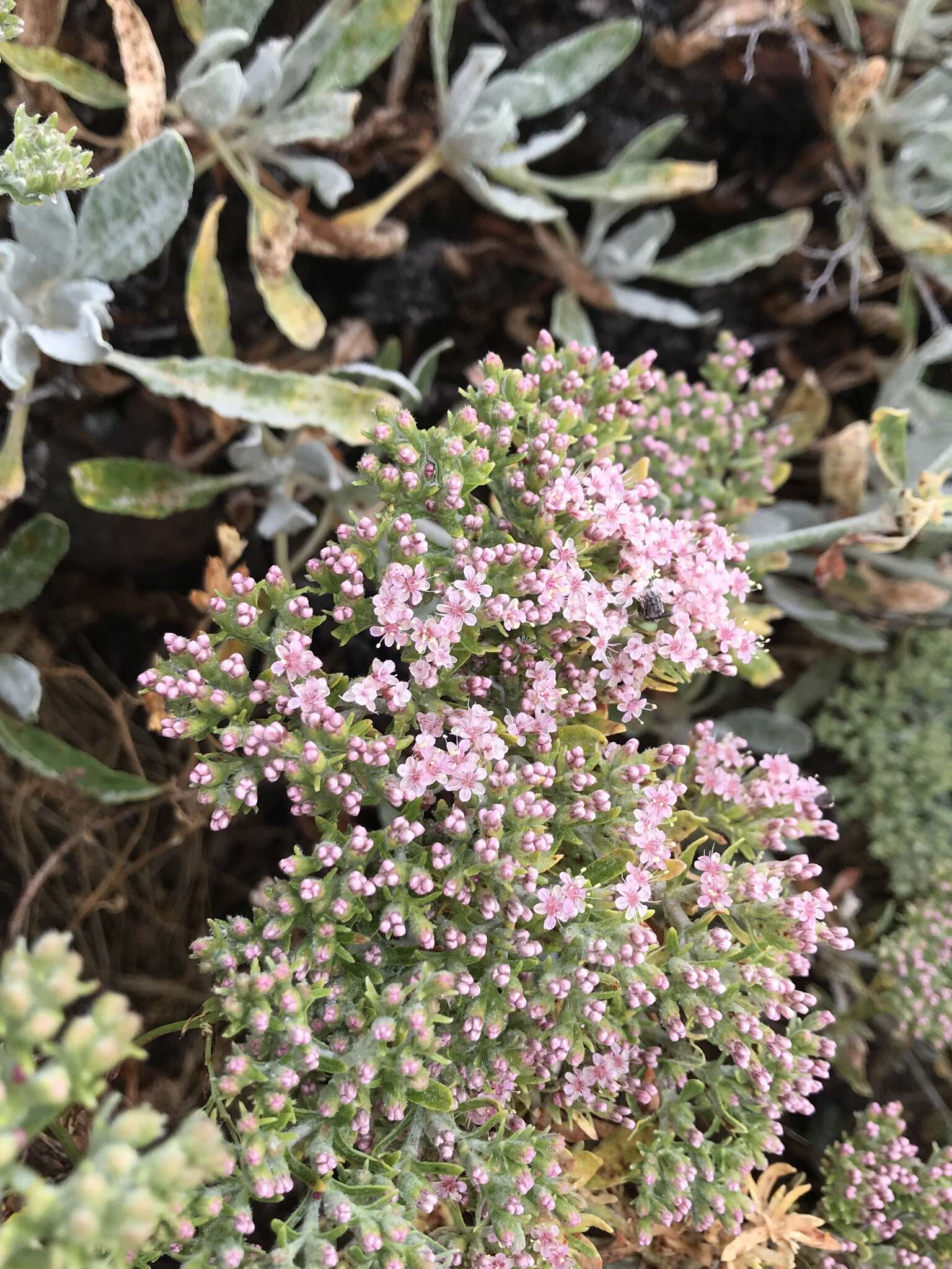 Imagem de Eriogonum giganteum var. formosum K. Brandegee