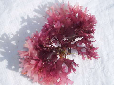 Image of Red alga
