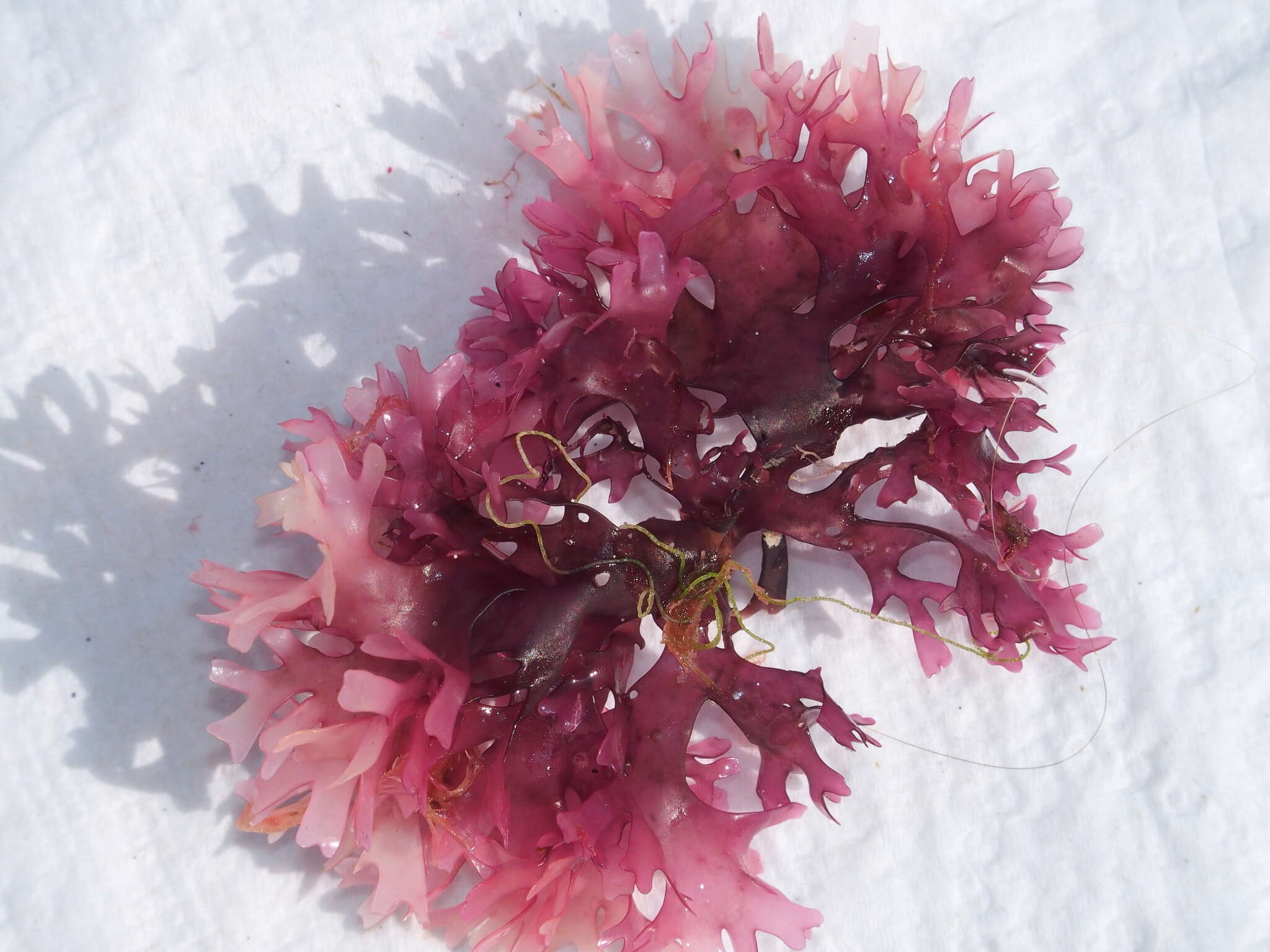 Image of Red alga