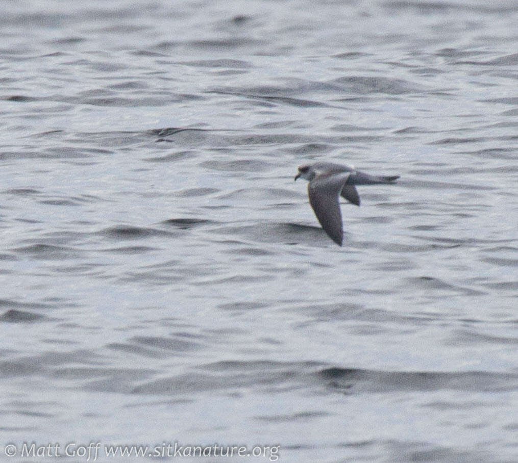 Image of fork-tailed storm-petrel