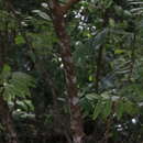 Image of Dysoxylum mollissimum subsp. molle (Miq.) D. J. Mabberley