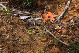 صورة Drosera miniata Diels