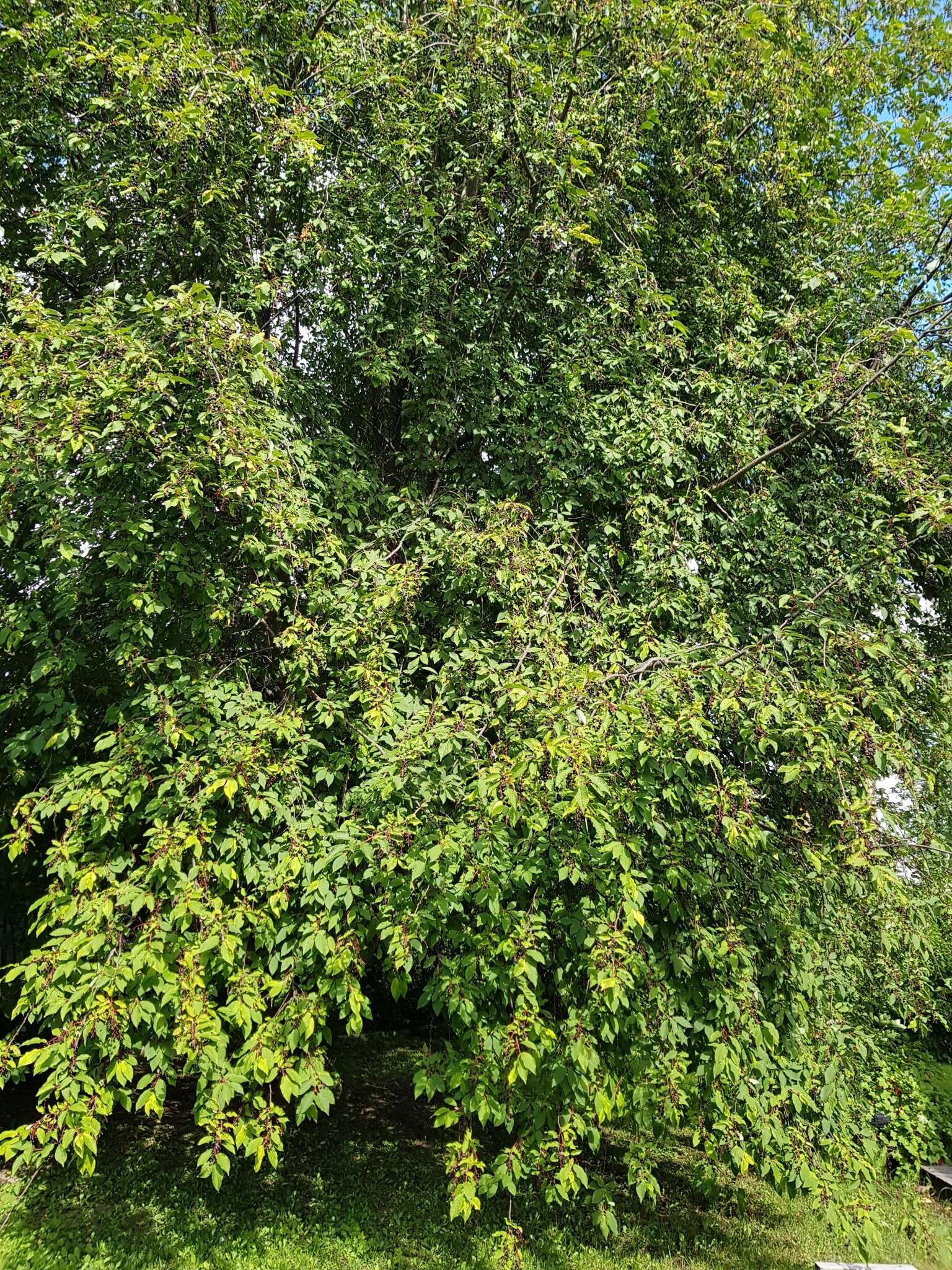 Image of Bird Cherry