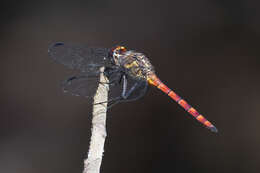 Sivun Elasmothemis cannacrioides (Calvert 1906) kuva