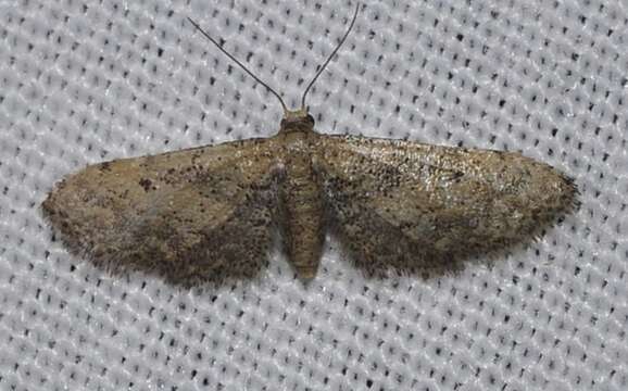 Image of Idaea incalcarata Chrétien 1913