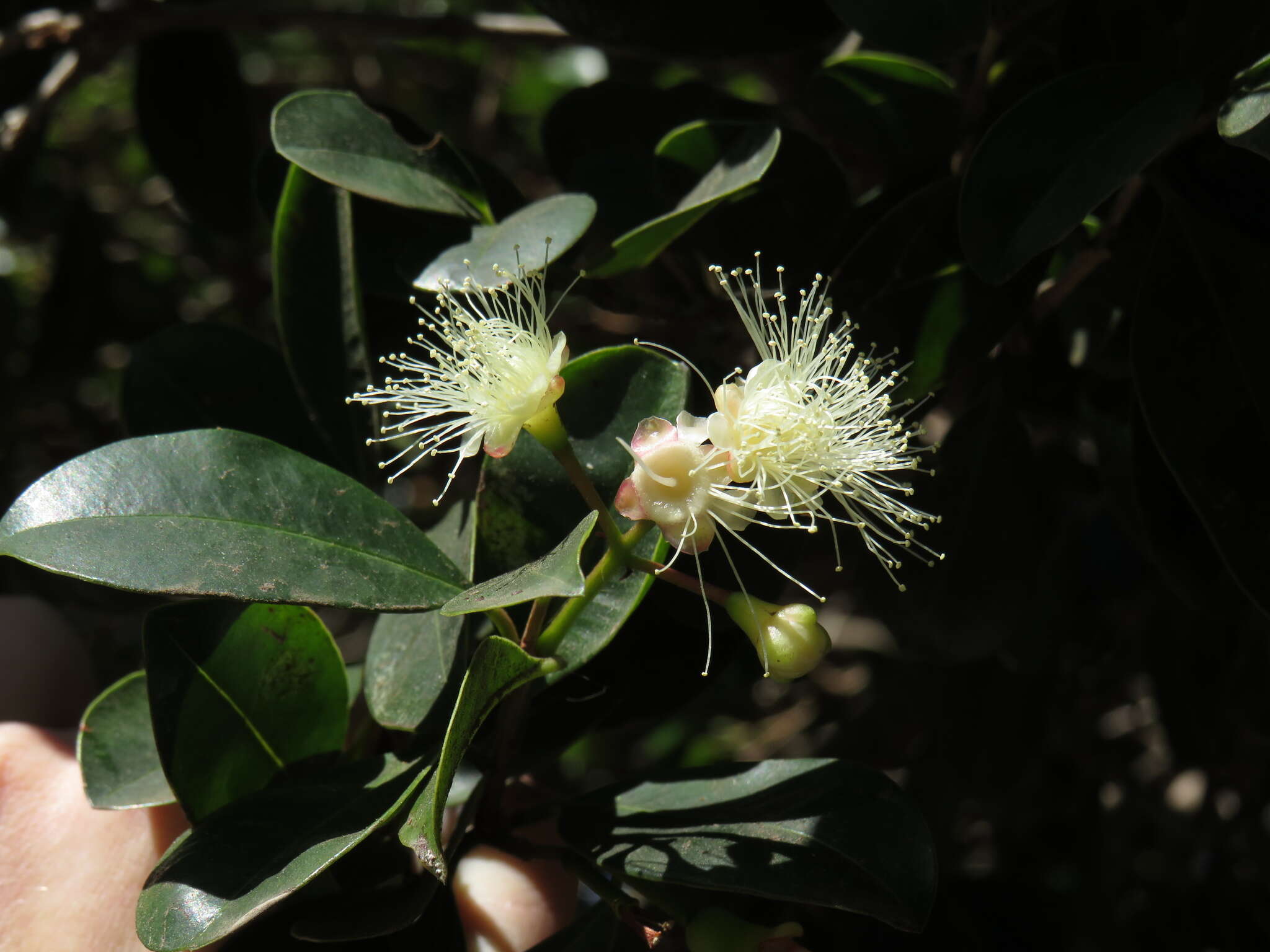 Image of Syzygium australe (Wendl. ex Link) B. P. M. Hyland