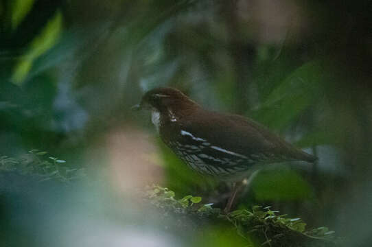 Image of Striated Ant Thrush