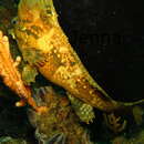 Image of Spinenose horsefish