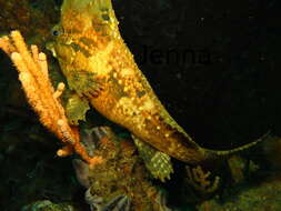 Image of Spinenose horsefish