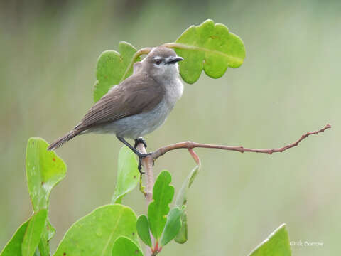 Image of Brown Sunbird