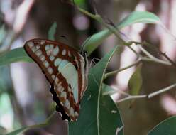 Слика од Graphium eurypylus (Linnaeus 1758)