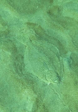 Image of Greenback flounder