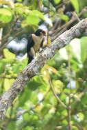 Image of Bornean Falconet