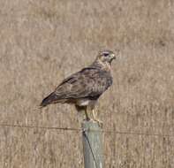 Imagem de Buteo buteo vulpinus (Gloger 1833)