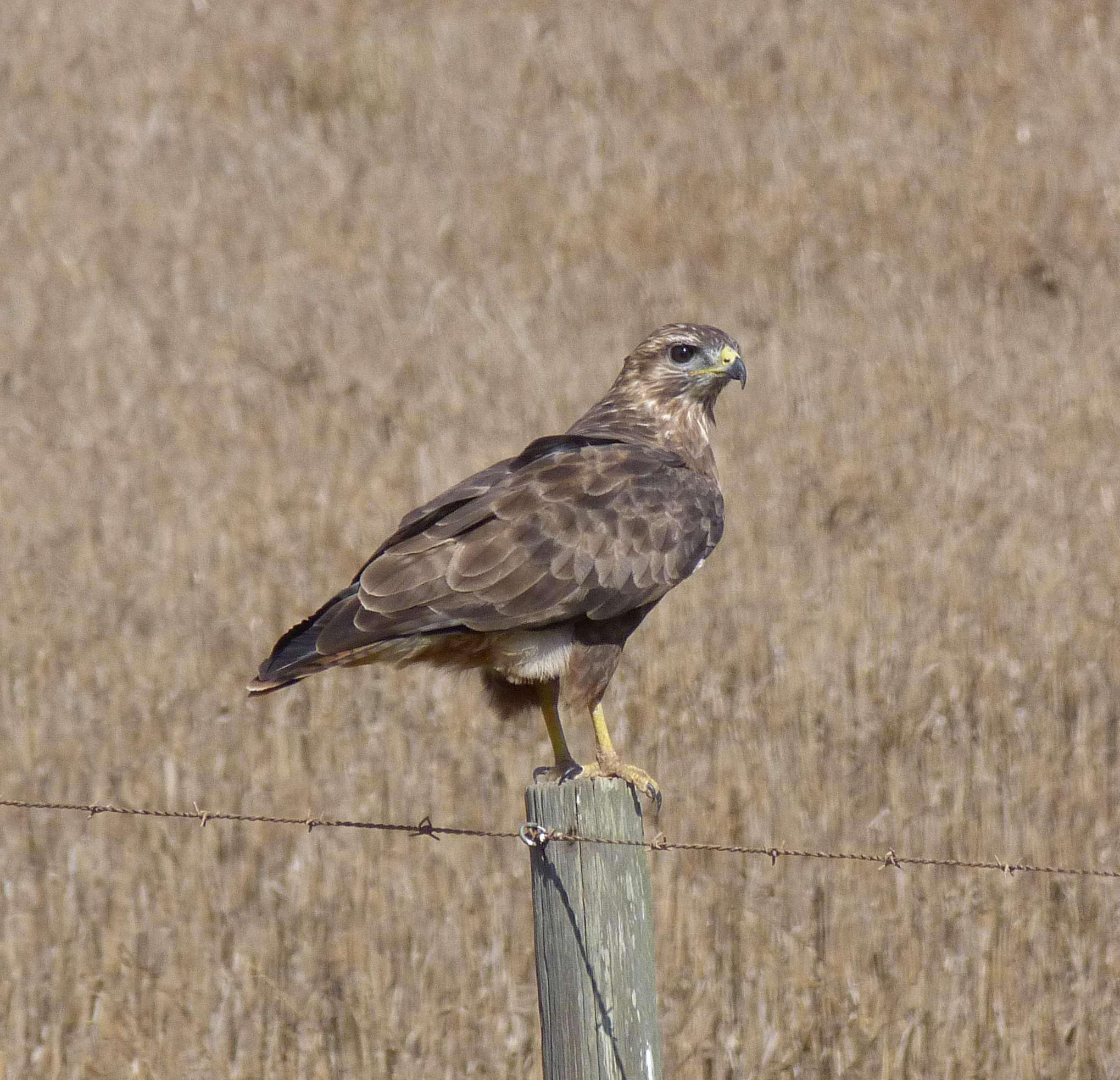 Imagem de Buteo buteo vulpinus (Gloger 1833)