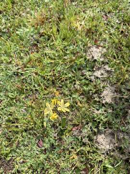 Sivun Triteleia ixioides subsp. unifolia L. W. Lenz kuva