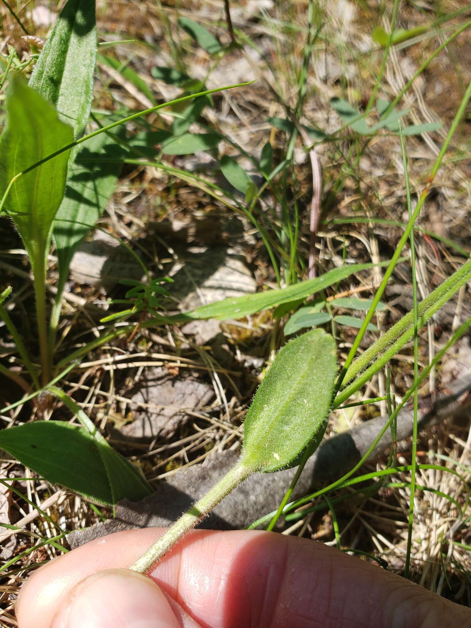 Image of longleaf arnica