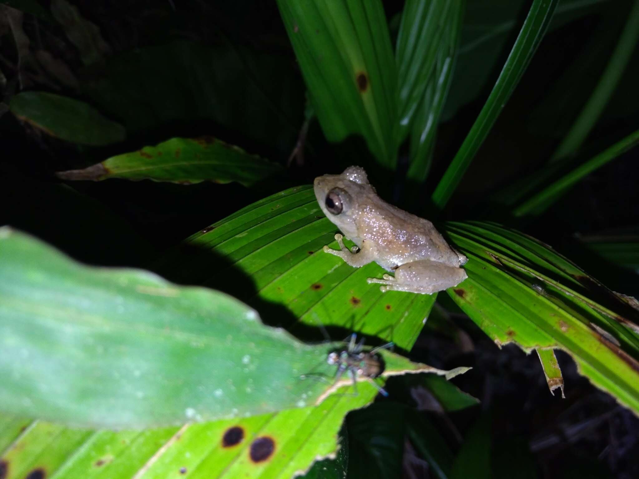 Image of Temple Tree Frog